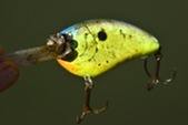 Lure w-Quagga L.Pleasant-AZGFD