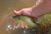 Holding fish in water