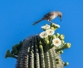 Bird on Cactus