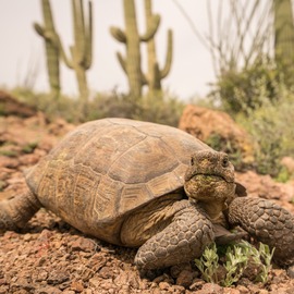 Desert Tortoise Square