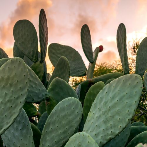 Texas Prickly pear cactus with green fruit with sunset background