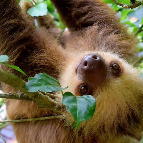 A close-up of a sloth hanging upside down from a tree branch, surrounded by green leaves.