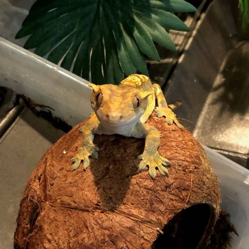 A crested gecko with yellow and tan markings sits on top of a hollowed-out coconut shell. A large green artificial leaf is visible in the background.