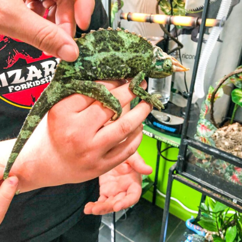 A person holds a green Jackson's chameleon with a distinctive horn on its nose.