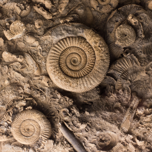 A close-up overhead view of a cluster of fossilized ammonites and other marine life embedded in rock.