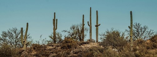 Cactus