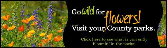 Go Wild for Flowers