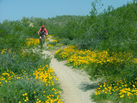McDowell Mountain Park with Biker