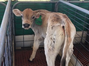 triple g dairy calf