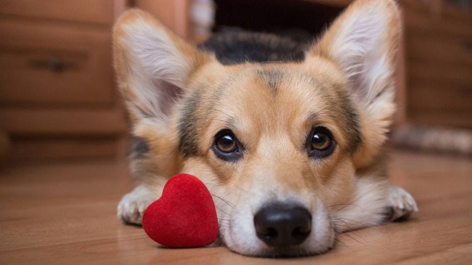Dog with heart