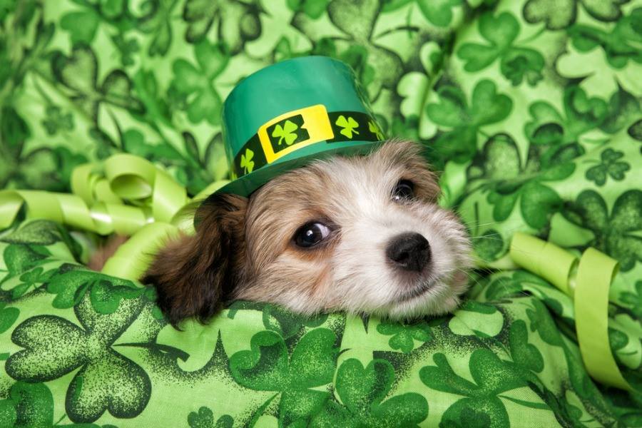 St. Patrick's Day Puppy