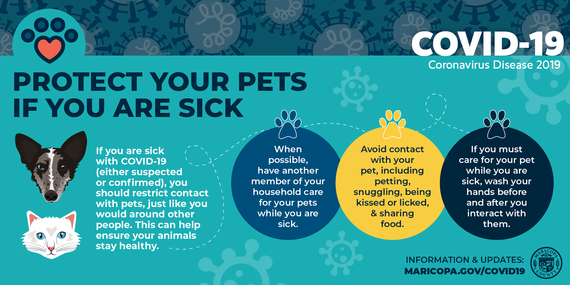 Protect Your Pets if Sick