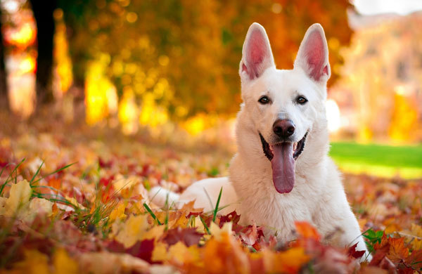 Fall Dog