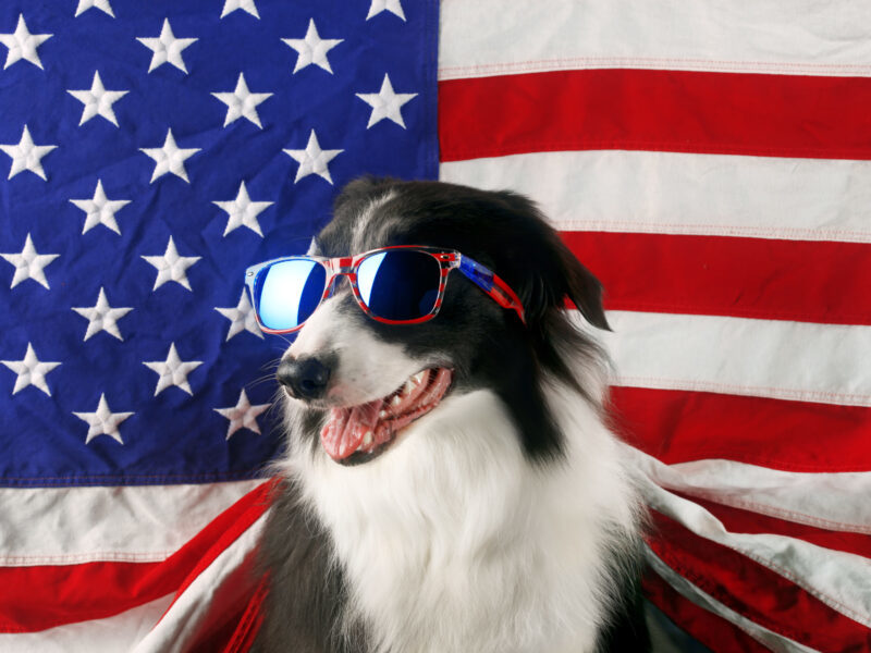 Election Dog