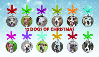 12 Dogs of Christmas