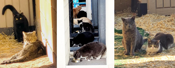 Cat collage