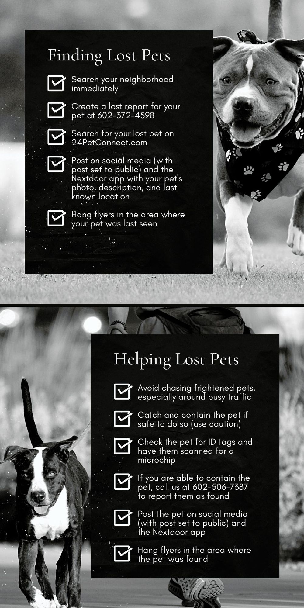 Tips for helping lost and found pets
