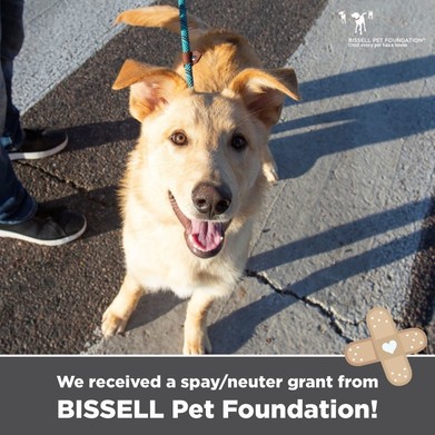 Bissell Pet Foundation spay and neuter grant