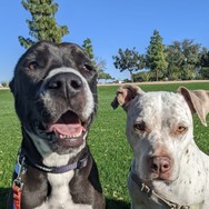 adopted shelter dog with friend