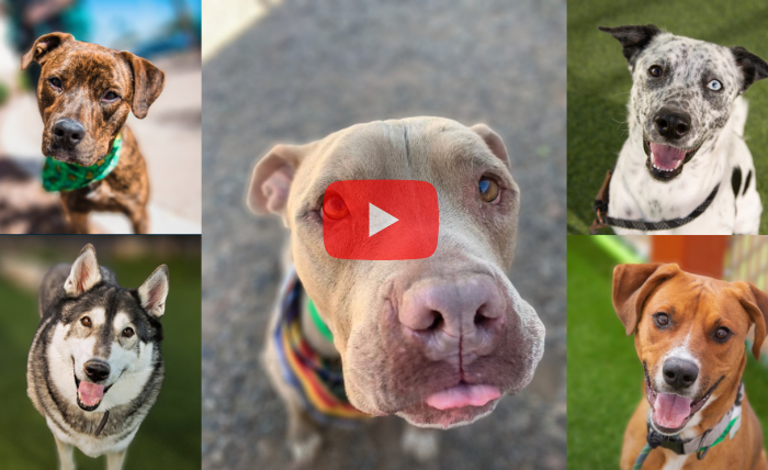 MCACC shelters at full capacity