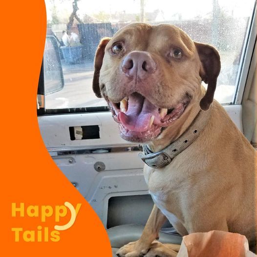 Hooch Happy Tails