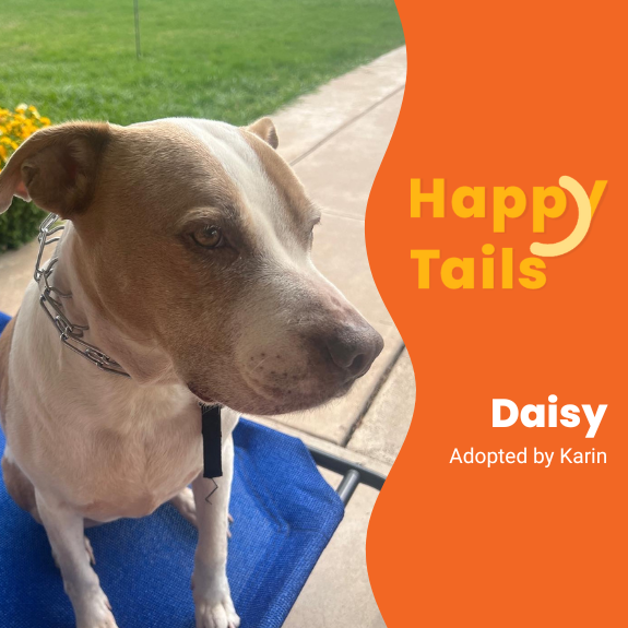 Happy TAils daisy