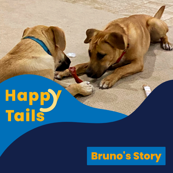 Happy Tails for Newsletter-Bruno