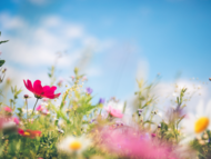 spring flowers