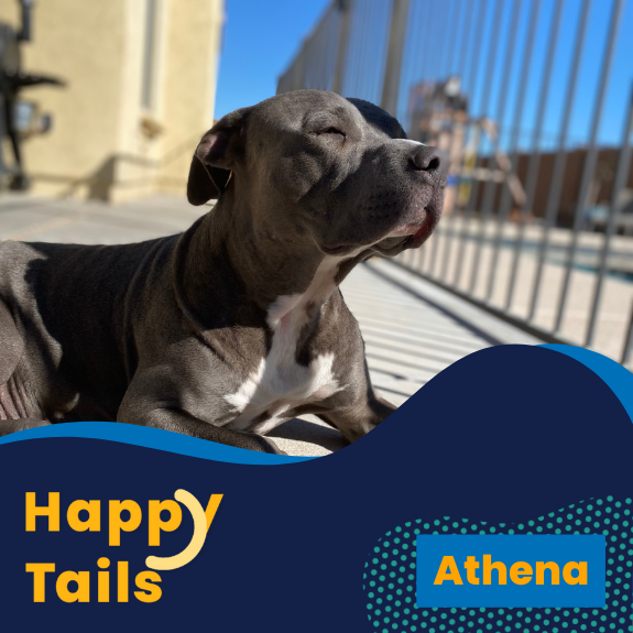 happy tails athena