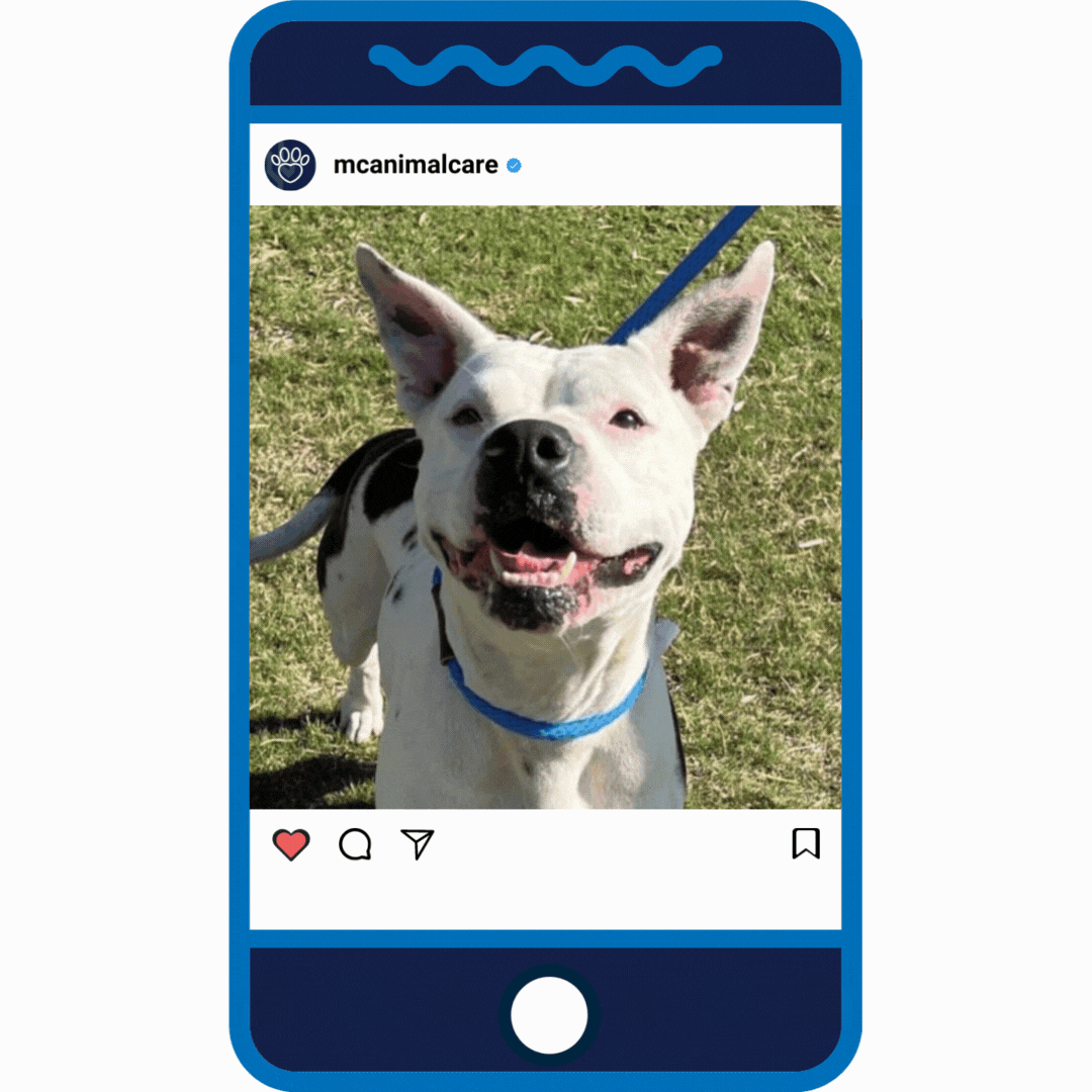 Puppy Love _Virginia Woof