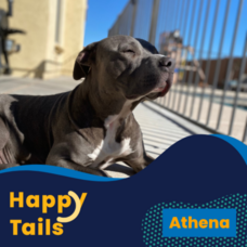 Athena Happy Tails