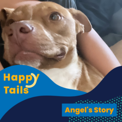 Happy Tails Angel's Story