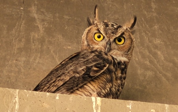 owl