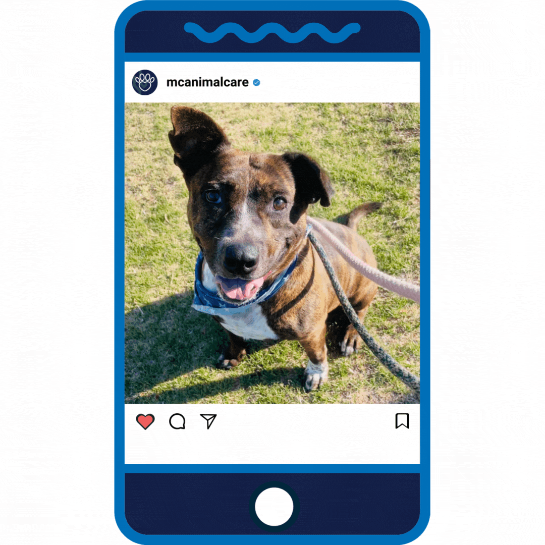 Puppy Love _ Saguaro