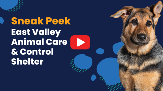 Mesa Animal Care Center