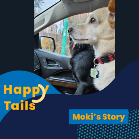Moki