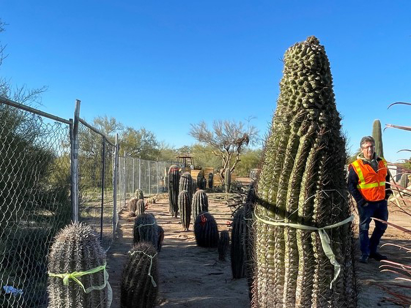 cacti