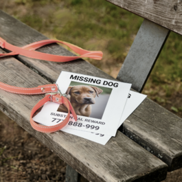 lost dog