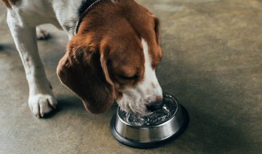 Heat Relief Dog Bowls