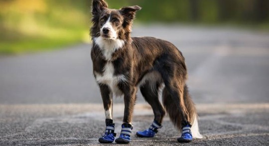 dog booties