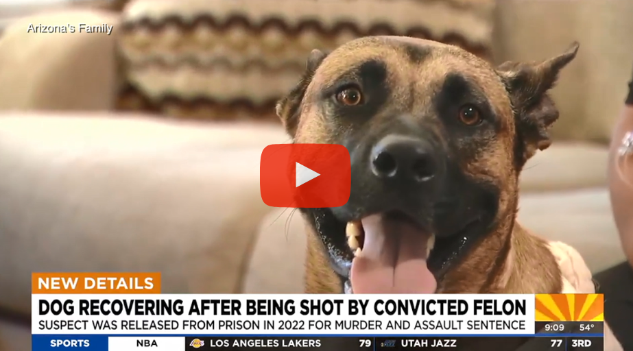 Animal Cruelty Awareness Month