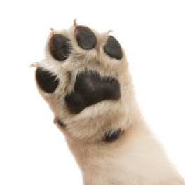 paws