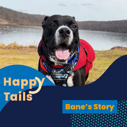 Happy Tails Bane
