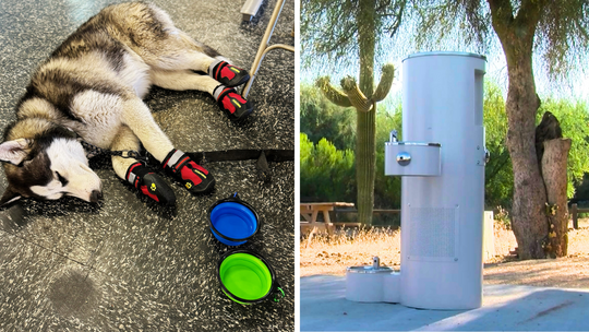 Dog shoes, Bowls, Water Fountains