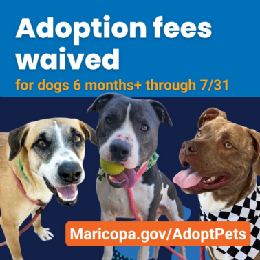 Adoption Fees Waived 