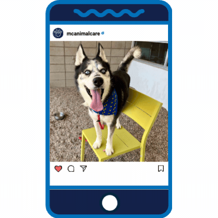 Puppy Love _Licorice