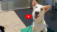 Veterinarians Benefits - AC&C Veterinarian PSA