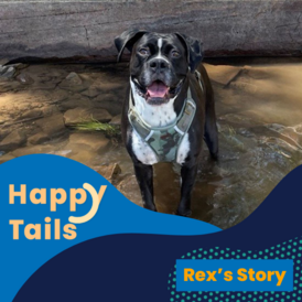 Happy Tails Rex