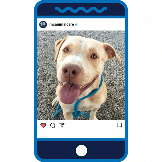 Puppy Love _Stan the Man