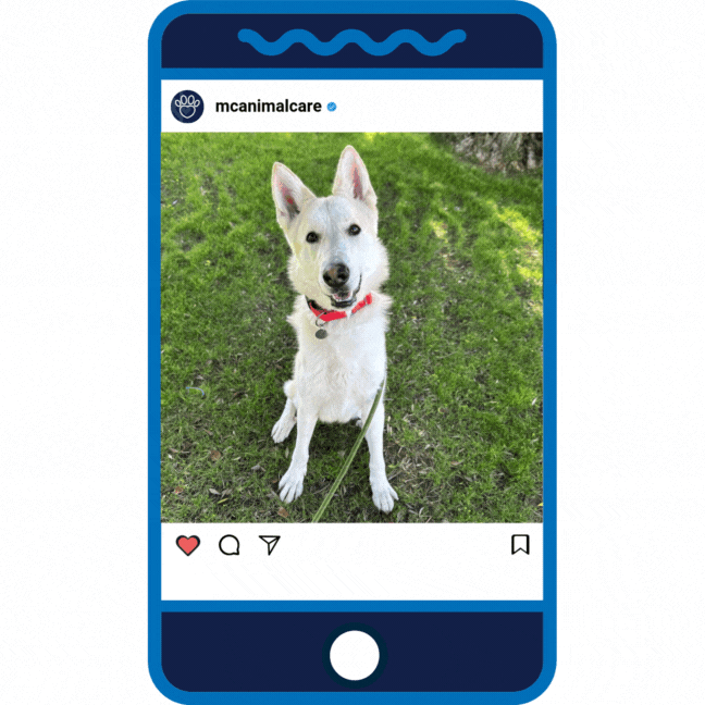 Puppy Love _McDreamy